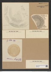 Aulacodiscus affinis Grun. (de-Toni-Nr.: Genus 182, Species 4532) Zeichnungen Sammlung Grunow Nr. 8125 (NHMW-BOT-W0377476)